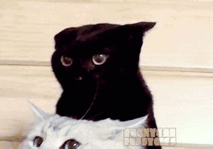 cats hissing angry cats gif | WiffleGif