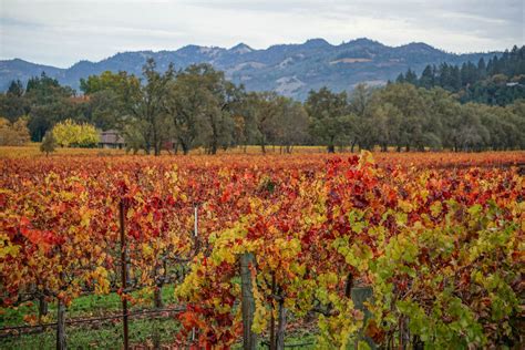 Napa Valley Vineyards in Fall - Sights Better Seen