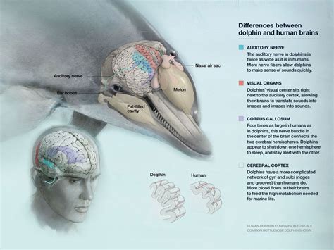 Sea Watch Foundation » Dolphin Brains