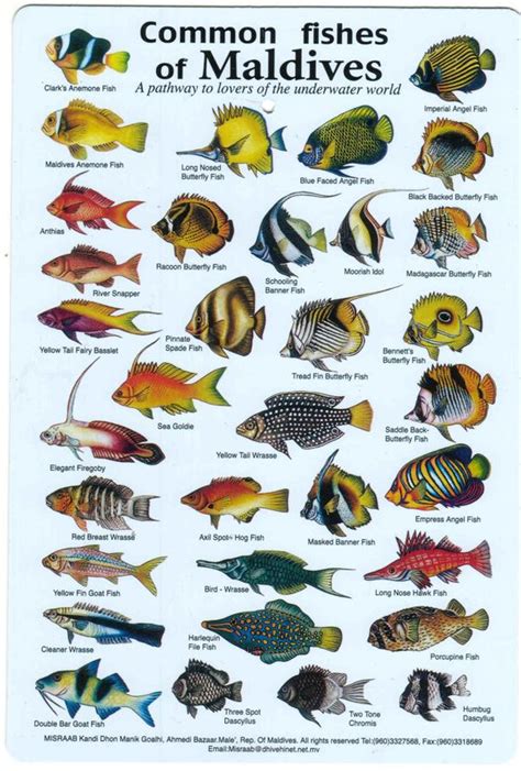 Fishes of the Maldives Identification Chart (water resistant double ...