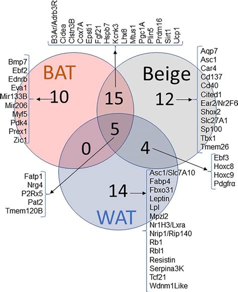 Adipocyte Markers - Creative Diagnostics