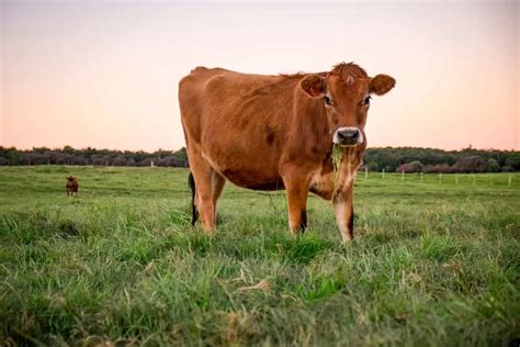 Jersey Cows: Breed Profile, Facts and Photos