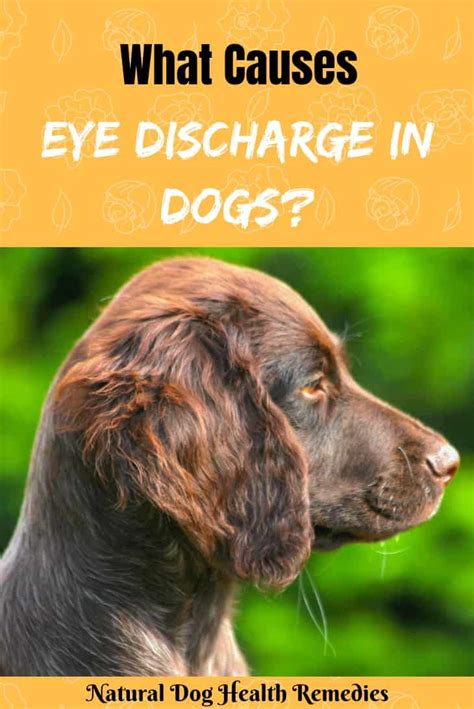 Types of Dog Eye Discharge and Possible Causes