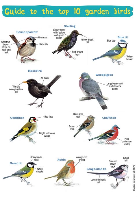 Rspb Garden Birds Poster | Fasci Garden