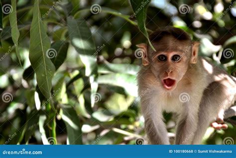 Funny Monkey with Surprised Face Stock Photo - Image of astrology ...