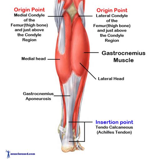 Calf Muscle Gastrocnemius