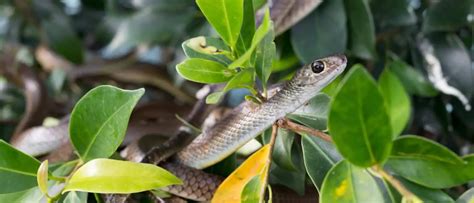 Snake Removal 101: How To Keep Snakes Out Of Your Garden - 1001 Gardens