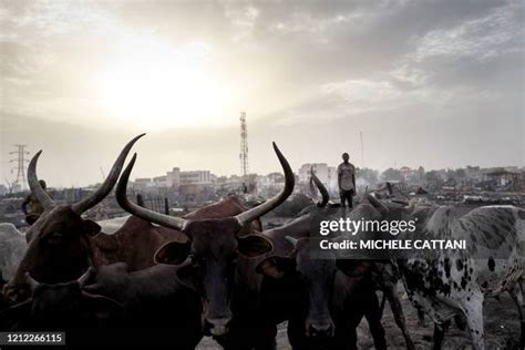 378 Fulani Herdsmen Stock Photos, High-Res Pictures, and Images - Getty ...