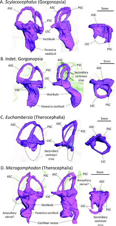 The bony labyrinth in a variety of therapsids examined for this study ...