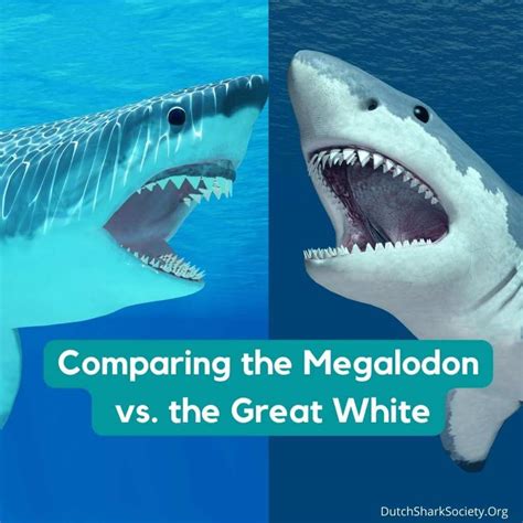 Megalodon Shark Jaw Compared To Great White