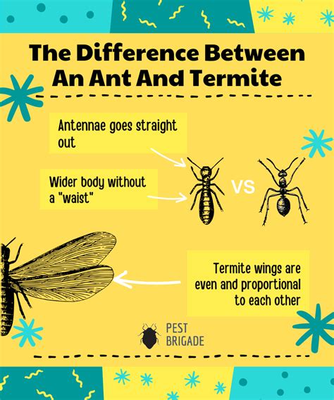 Ant VS Termite: What's The Difference? (With Pictures) - Pest Brigade