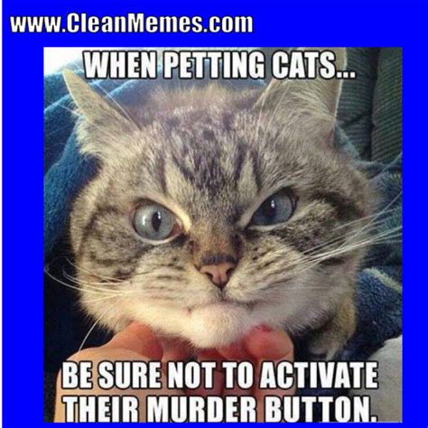 19 Very Funny Cat Memes Clean Images and Pictures | MemesBoy