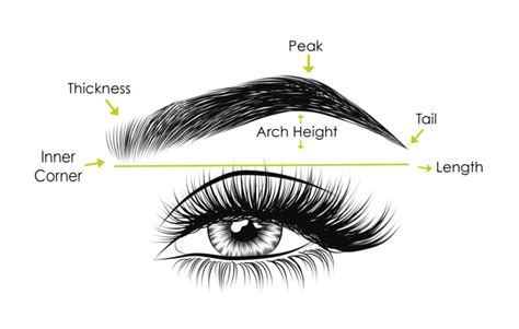 Anatomy of Eyebrow | Different Types of Eyebrows Shapes