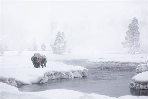 Winter Photography In Yellowstone-Bison — Revealed In Nature 2.0