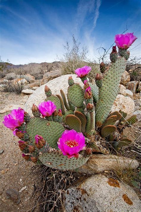 Cactus Blooms by Peter Tellone | Blooming cactus, Cactus flower, Desert ...