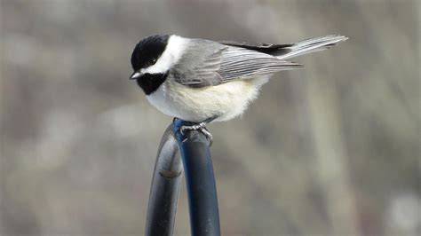 Carolina Chickadee | Audubon Field Guide