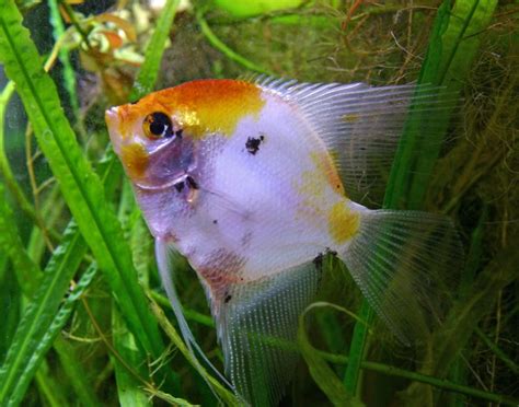 10 Best Angelfish for Freshwater Aquariums