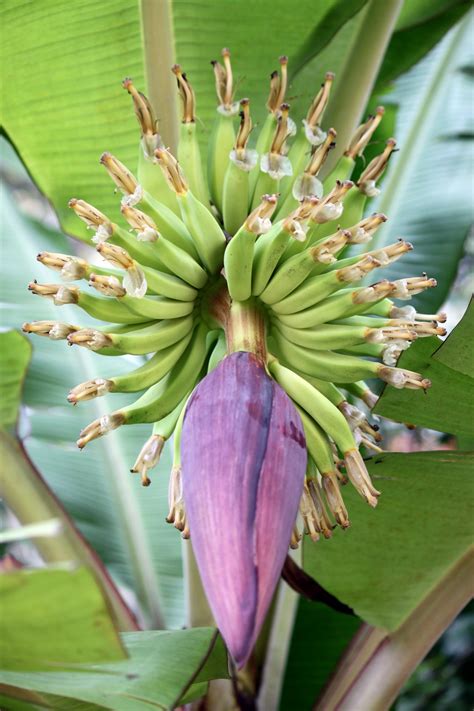 Banana Tree Flower Free Stock Photo - Public Domain Pictures