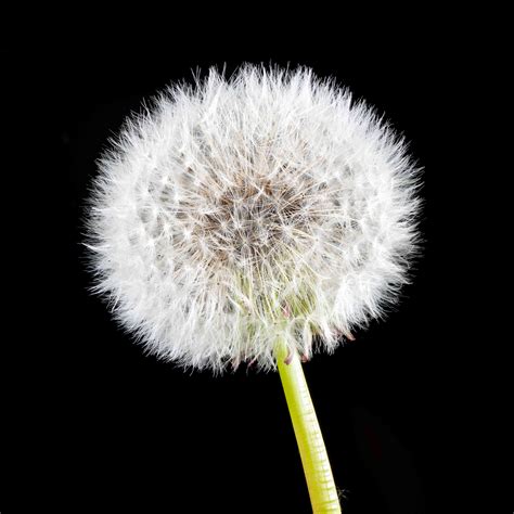 A Dandelion's Natural Cycle Causes Chaos and Confusion on the Internet