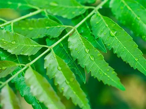 Health Benefits of Neem: Why you must have neem leaves daily in the ...