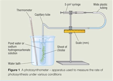 12knights is a DP biology wiki / 387 Explain that the rate of ...