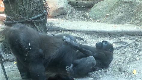 Gorillas Perform Oral Sex at Bronx Zoo, Humans Horrified ...