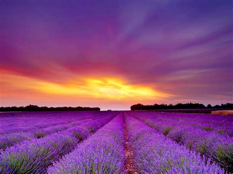 Lavender Field wallpaper | Peyzaj düzenlemesi fikirleri, Arka plan ...