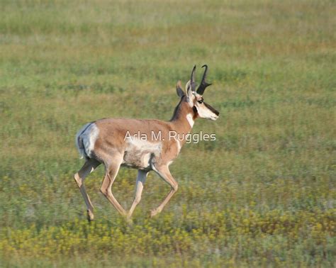 "North American Pronghorn (Antelope)" by Arla M. Ruggles | Redbubble