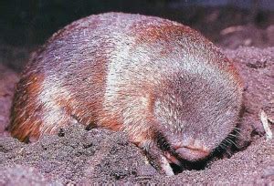 Adaptations To Living Underground - Golden Mole