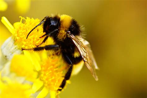 Macro shot photography of bee on yellow flower, bumblebee HD wallpaper ...