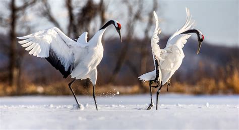 Crane Symbolism: 20 Spiritual Meanings Of Crane