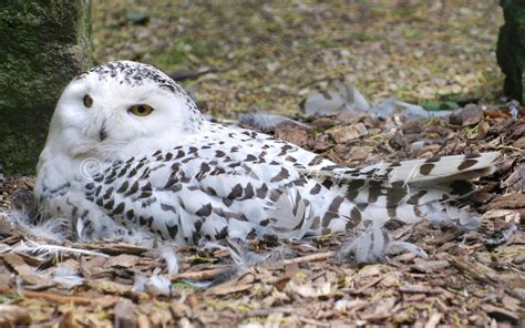 Owls Nest. by Rabid-Coot on DeviantArt