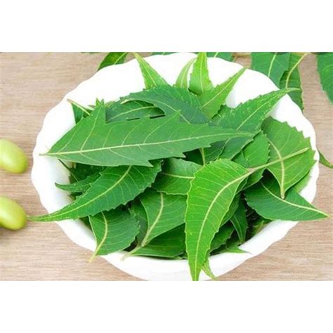 daun semambu /daun neem/ daun mambu | Shopee Malaysia