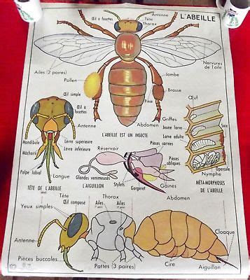 Ebay antique poster school mdi abeille anatomy insect miel prong set ...