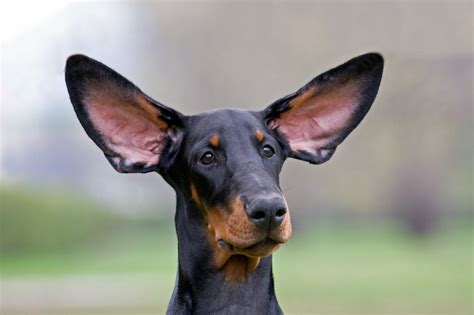 Black dog flying ears Royalty-Free Stock Image - Storyblocks