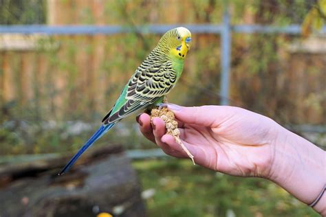 145 Best Bird Names for Budgies, Parrots, Cockatoos and More