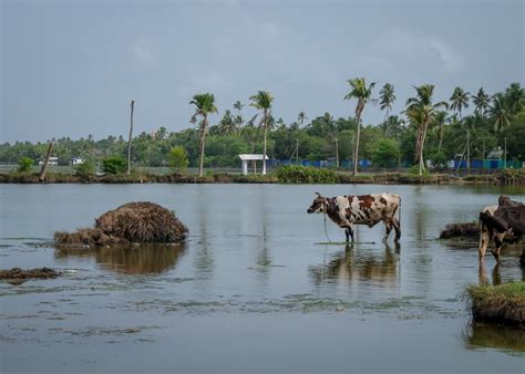 Kochi Backwaters Offbeat Bicycle Tour Review - Monkey Rock World