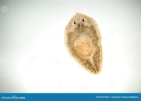 Planaria flatworm stock image. Image of animal, pharynx - 81531855