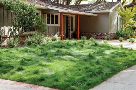 Wildflower Farm's Eco-Lawn Grass Seed - 5 lb | Eartheasy.com