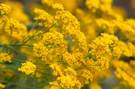 14 Yellow Flowering Herbs: The Most Beautiful Herbs with Yellow Flowers ...