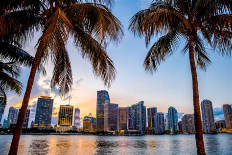 Miami, Florida skyline and bay at sunset seen through palm trees | Neo ...