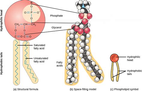 2.3 Lipids – Fundamentals of Anatomy and Physiology