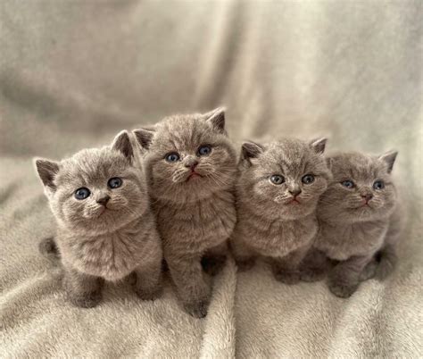 Adorable British Shorthair Kittens (Only one girl left) | in Croydon ...