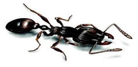 Pavement Ants: House Pavement Ant Facts, Identification & Control Tips