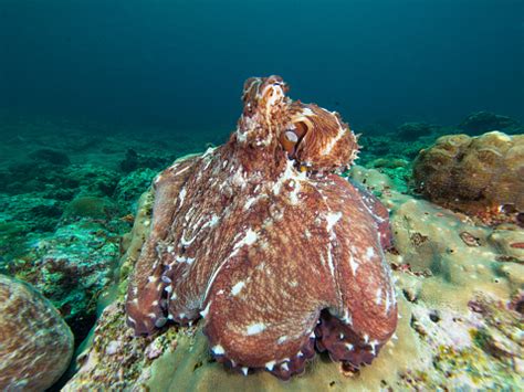 Octopus On A Coral Reef Stock Photo - Download Image Now - iStock