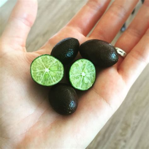 How cute are these limes! The tag in the tree said Red Centered Limes ...