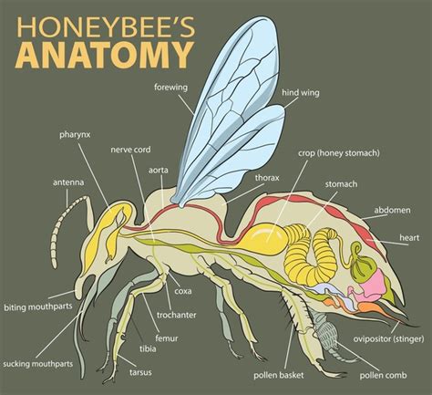 Anatomie abeille : 1 001 images, photos de stock, objets 3D et images ...