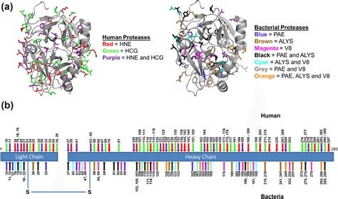 Illustration of protease cleavage sites in human thrombin. (a) 3D model ...