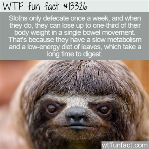 WTF Fun Fact 13326 - Sloth Poop