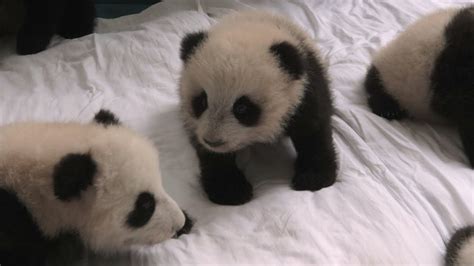 Baby panda nursery - Operation Wild: Series 1 Episode 1 - BBC One - YouTube